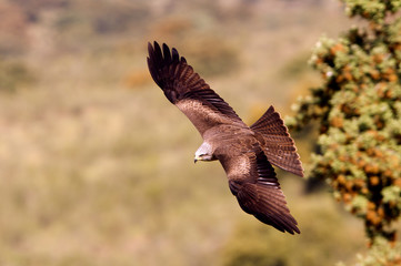 Black kite. Milvus migrans