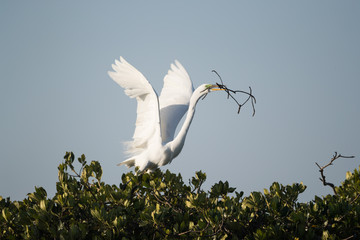 Great egret in top of mangrove trees. 