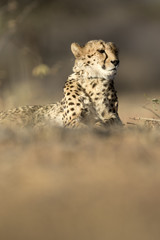 Cheetah in the golden morning light.