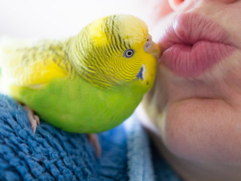 A pied green and yellow budgerigar parakeet sitting on a shoulder lovingly kissing a person on the lips.