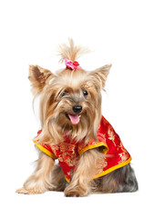 Yorkshire terrier dog in red chinese clothes