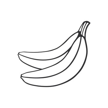 Vector illustration. Hand drawn doodle of two bananas. Healthy vegetarian food. Cartoon sketch. Decoration for greeting cards, posters, emblems, wallpapers, banners