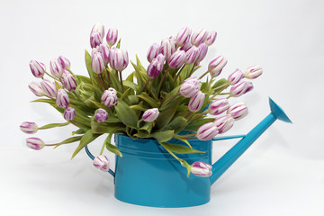 Tulpenstrauss in türkiser Giesskanne
