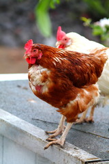  Brown and white chicken from little organic  farm in germany.