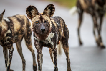 Fototapeta premium African wild dog starring at the camera.