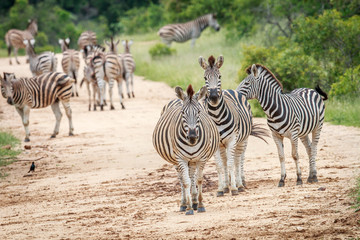 Fototapeta na wymiar Zebras starring at the camera.