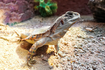 Butterfly lizards or Small-scaled lizards or Ground lizards
