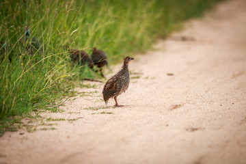 Starring Helmeted guineafowl chick.