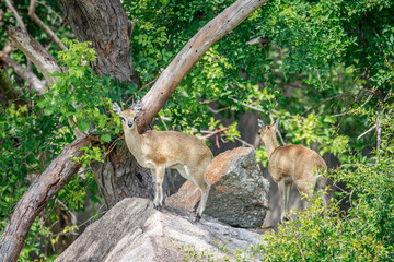 Two Klipspringers on a rock.