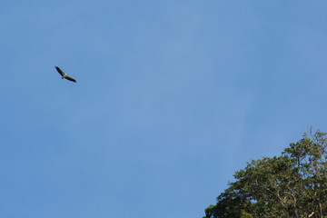 White-bellied Sea-Eagle flying above with wings fully spread blue sky and tree top back ground.