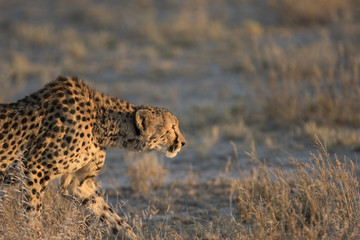 Naklejka premium Cheetah in the golden morning light.
