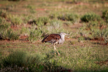 Kori bustard walking in the grass.