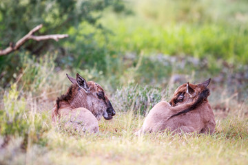 Two baby Blue wildebeest in the grass.