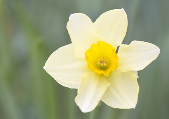 Daffodil flower.