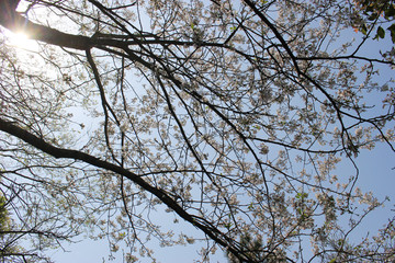 青空、太陽の光と桜