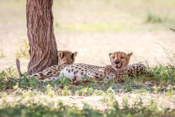 Two Cheetahs resting under a tree.