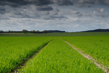 trees on a field in spring