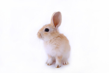 dwarf rabbit on a white background
