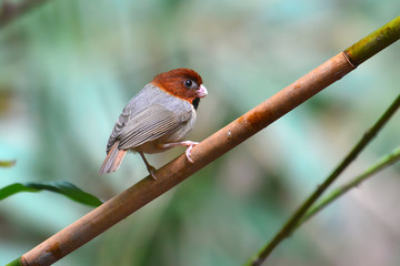 Short-tailed Parrotbill Bird