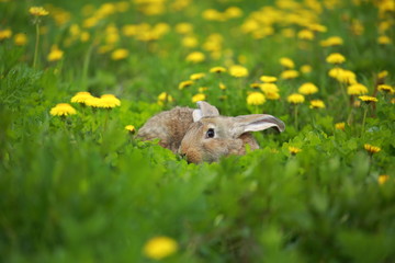 Easter gray rabbit and dandelion