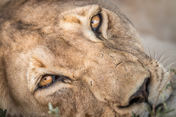 Close up of a Lioness.
