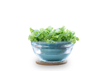 Vegetable, A Bowl of Delicious Fresh Green Lettuce Leaves Isolated on White Background