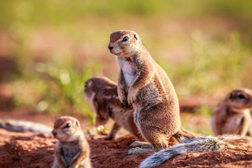 Ground squirrels in the sand.