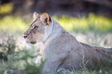 Side profile of a Lioness.