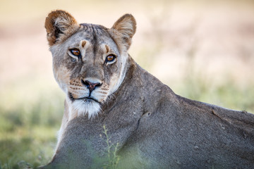 Starring Lioness in Kgalagadi.