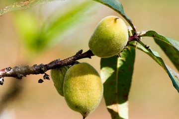 peach in branch