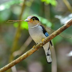 Silver-breasted Broadbill bird