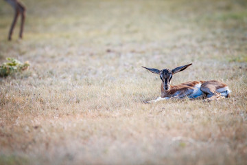Baby Springbok laying in the grass.