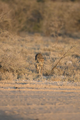 Cheetah in the golden morning light.