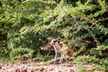 Meerkat observing from under a bush.