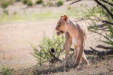 Lioness with a Leopard tortoise in her mouth.