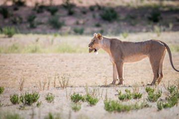 Lioness with a Leopard tortoise in her mouth.