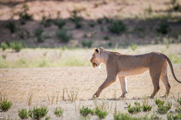 Lioness with a Leopard tortoise in her mouth.