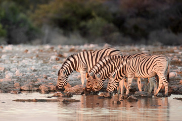 Fototapeta na wymiar Zebra's drinking at a water hole.