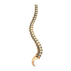 3d illustration of human vertebral column