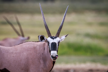 Gemsbok starring at the camera.