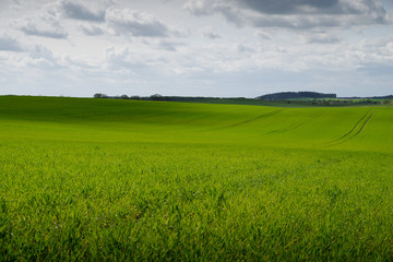 trees on a field in spring