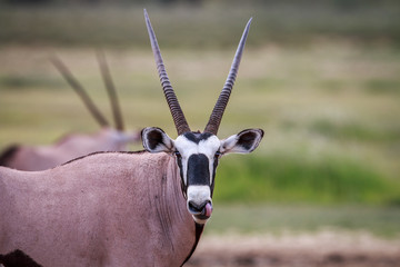 Gemsbok starring at the camera.