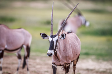 Gemsbok starring at the camera.