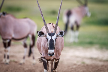 Gemsbok starring at the camera.