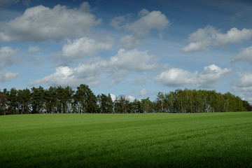 trees on a field in spring