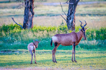 Red hartebeest with a baby.