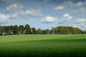 trees on a field in spring