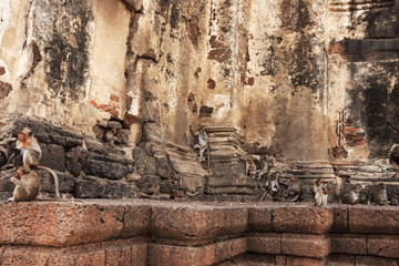 Monkey Lopburi in ancient remains, Thailand.