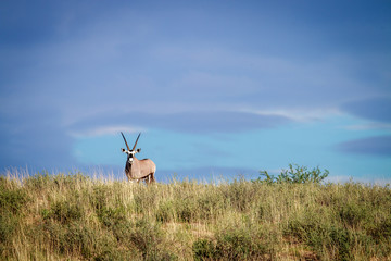 Gemsbok on a ridge.