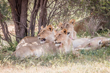 Group of Lions looking left.